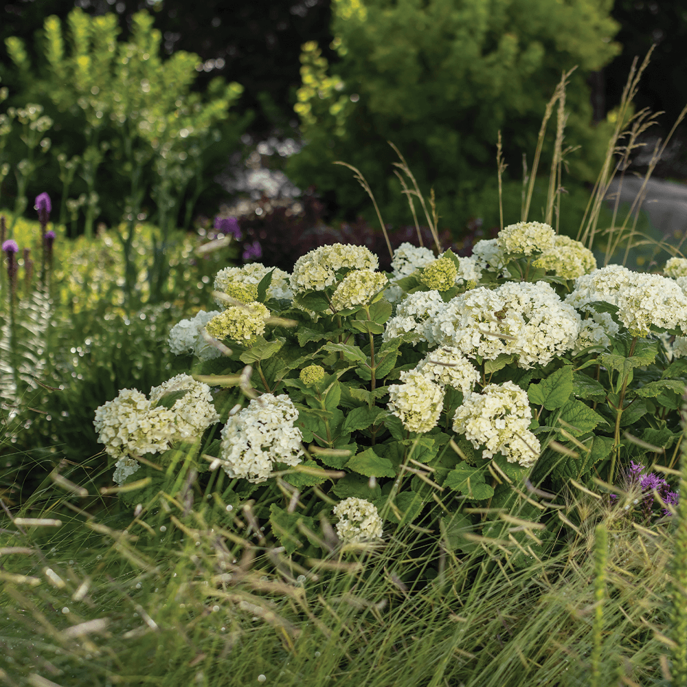 FlowerFull® Smooth Hydrangea in landscape