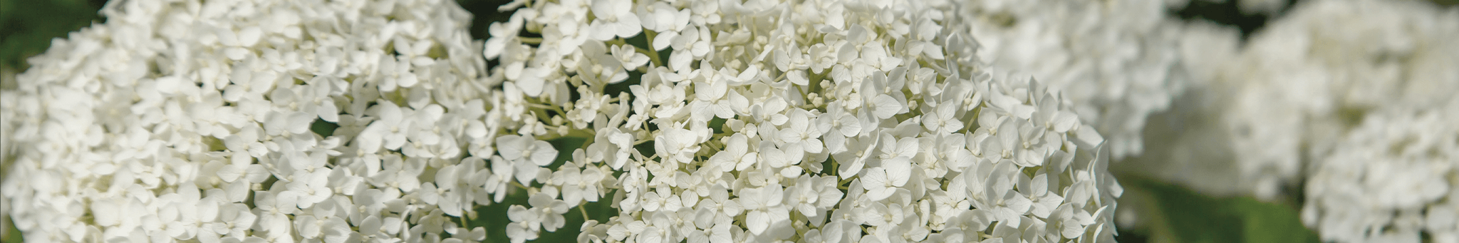 FlowerFull® Smooth Hydrangea Header image