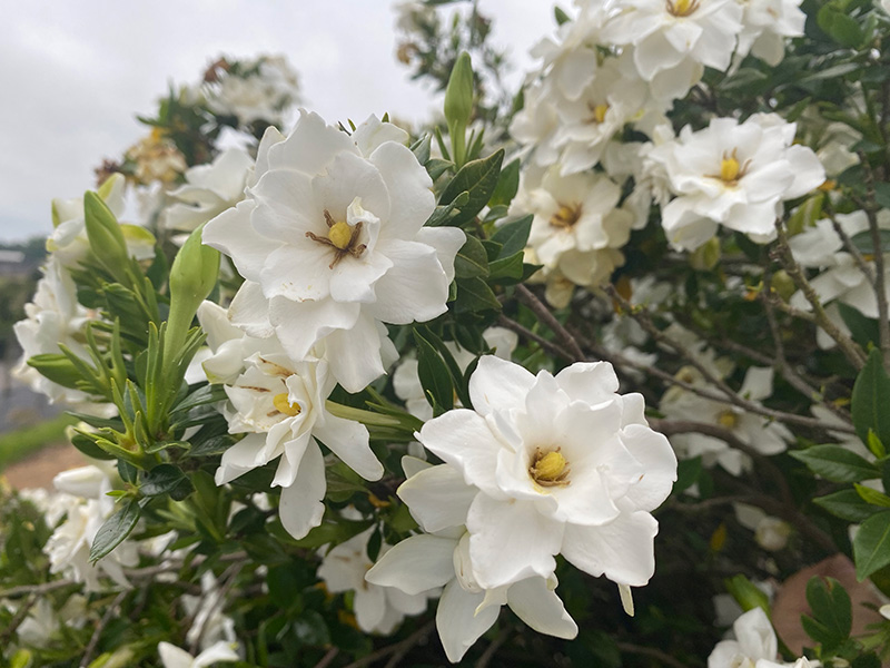 http://First%20Editions®%20Big%20Beauty™%20Gardenia