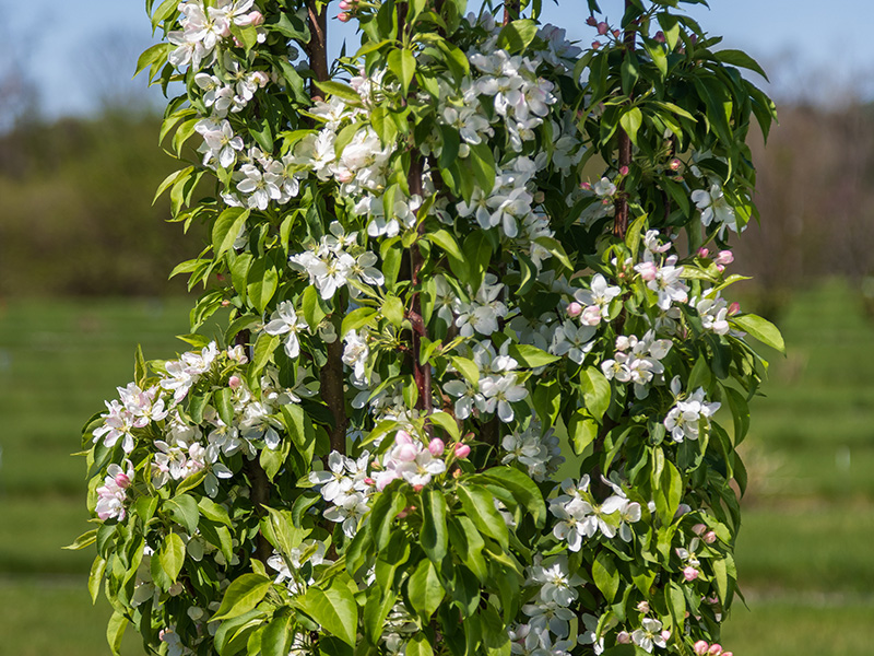 http://First%20Editions®%20Green%20Wall%20Spire™%20Crabapple