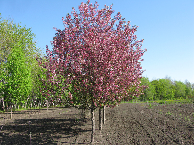 http://First%20Editions®%20Courageous™%20Crabapple