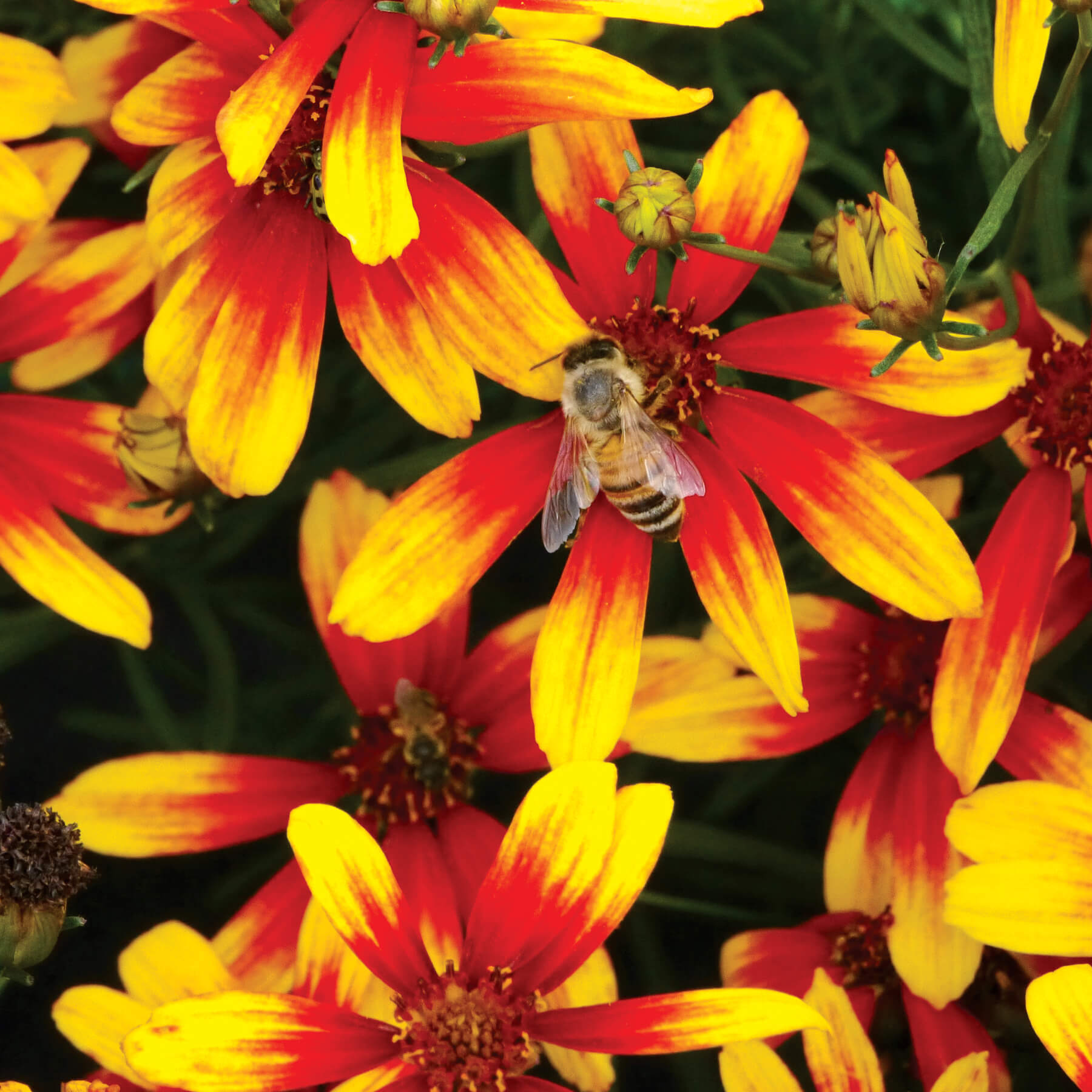 Bee on Lightning Bug® Coreopsis flower