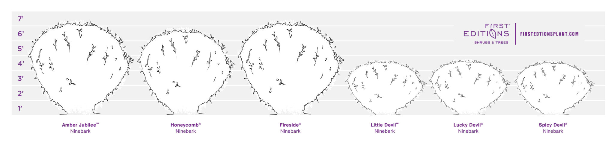 First Editions size graphic of Physocarpus opulifolius Ninebark plants.