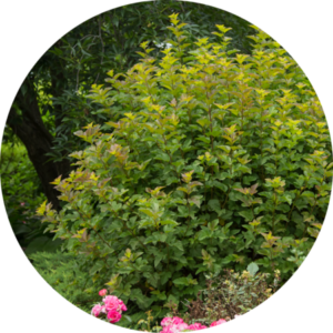First Editions® Amber Jubilee™ Ninebark
