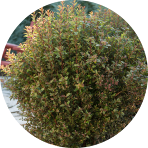 First Editions® Little Devil™ Ninebark