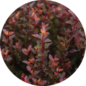 First Editions® Spicy Devil Ninebark