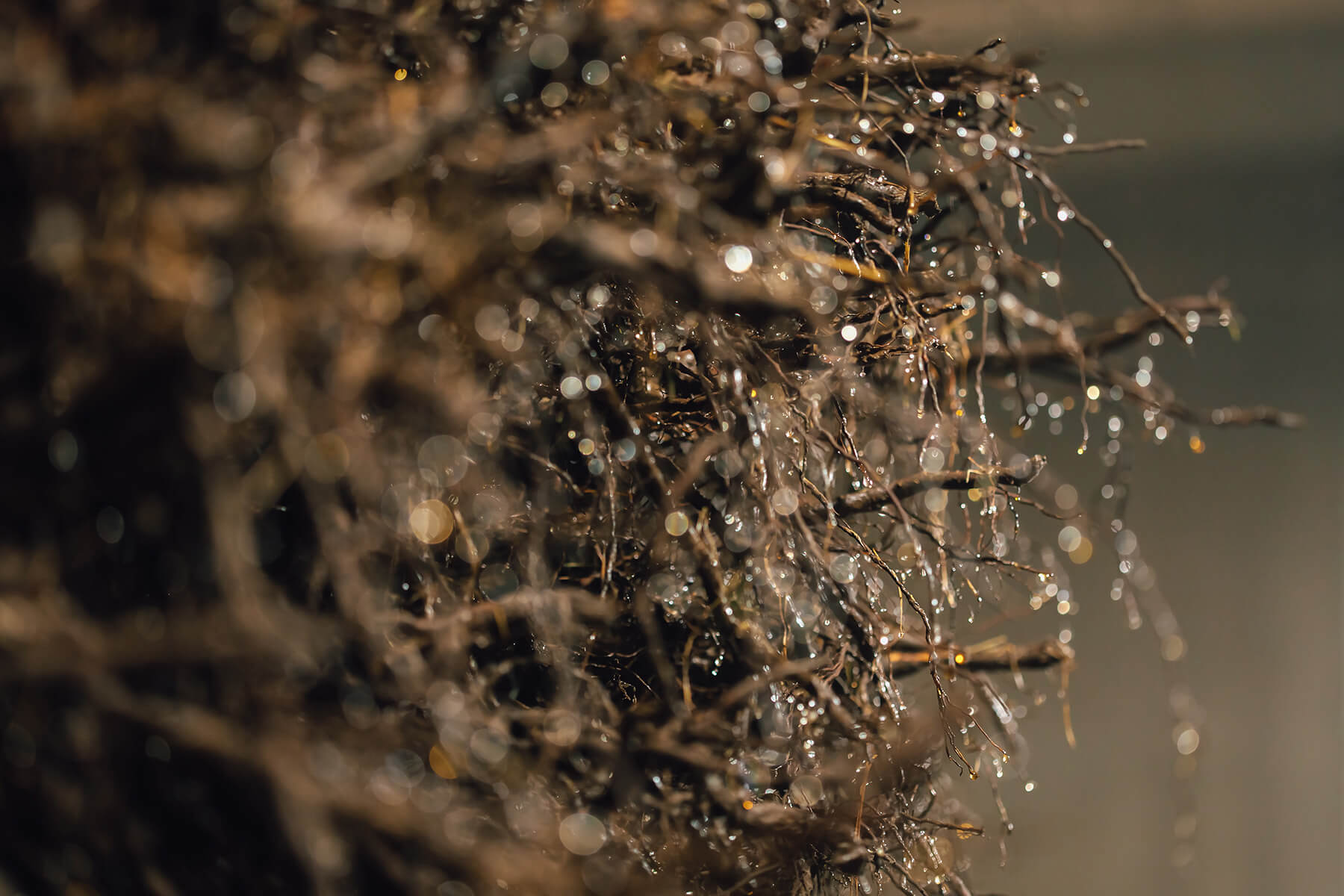 Benefits of Our Bareroot Storage Practices at Bailey Nurseries
