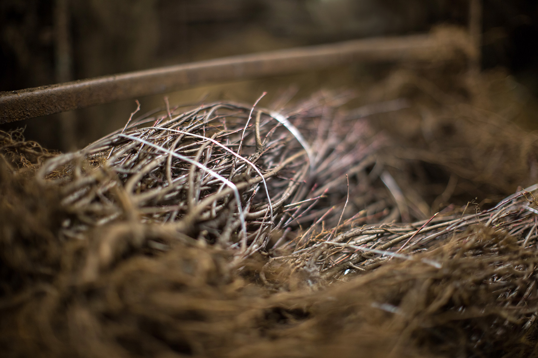 Bundles of bareroot shrubs
