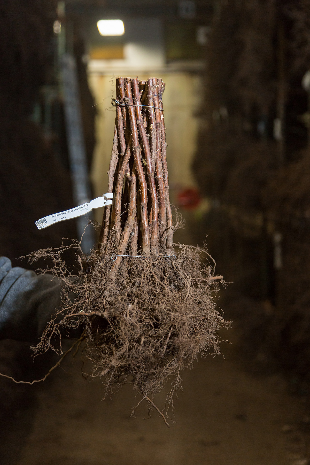 Bundle of raspberry bareroot plants