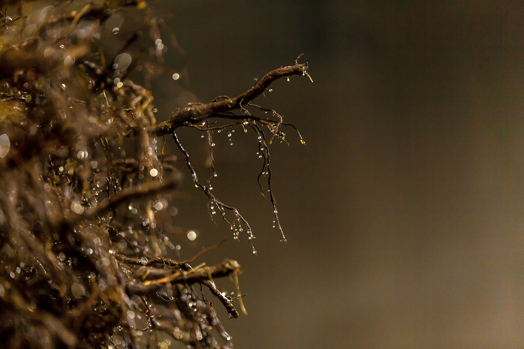Bareroot tree roots