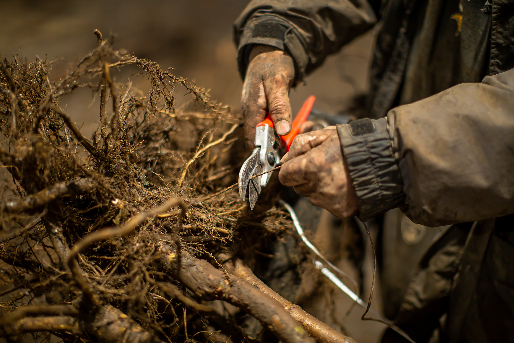 Pruning roots of bareroot plants