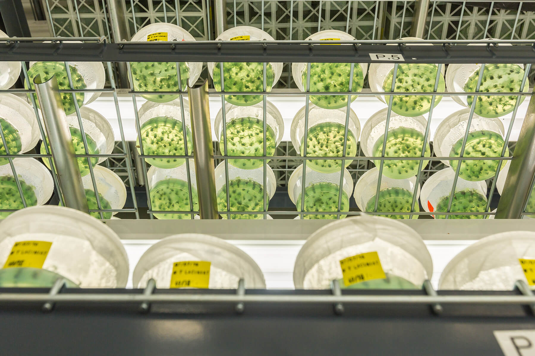 Grow room with tissue culture containers.