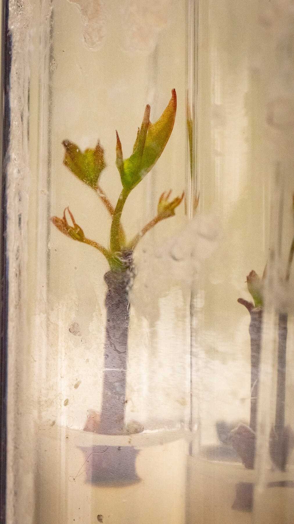 Baby maples in tissue culture tubes with media.