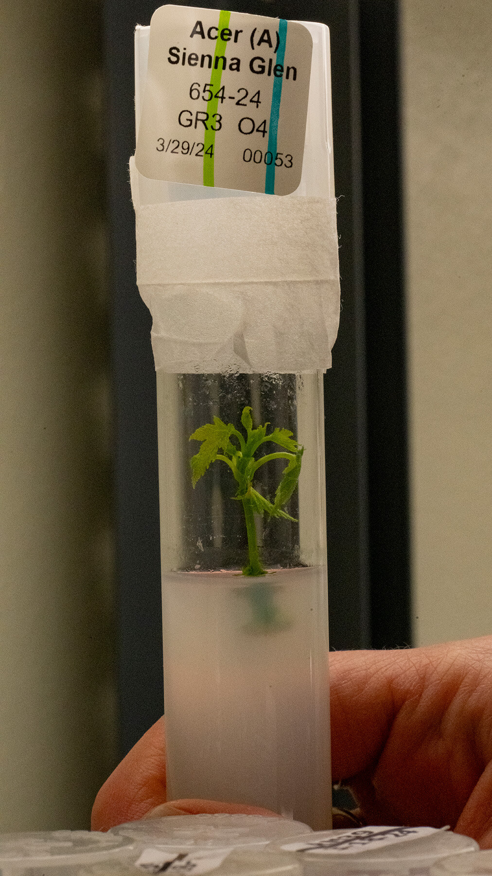 Baby maple in tissue culture media.