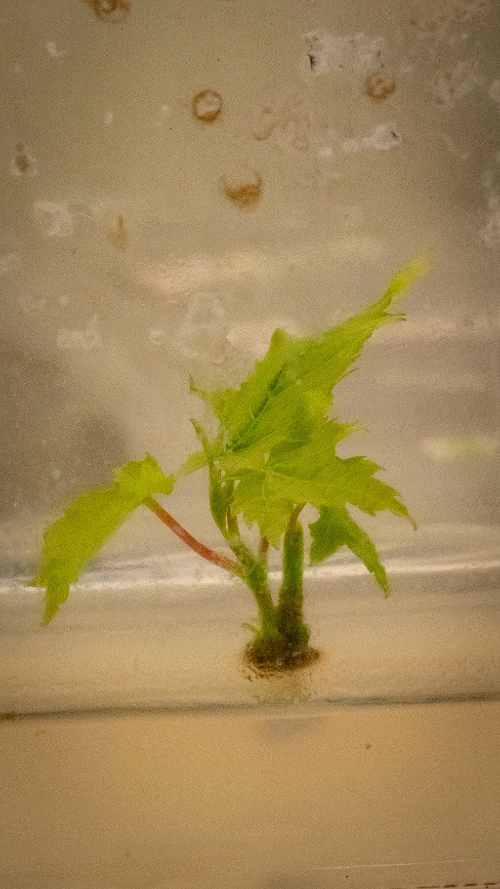 Baby maple in tissue culture media.
