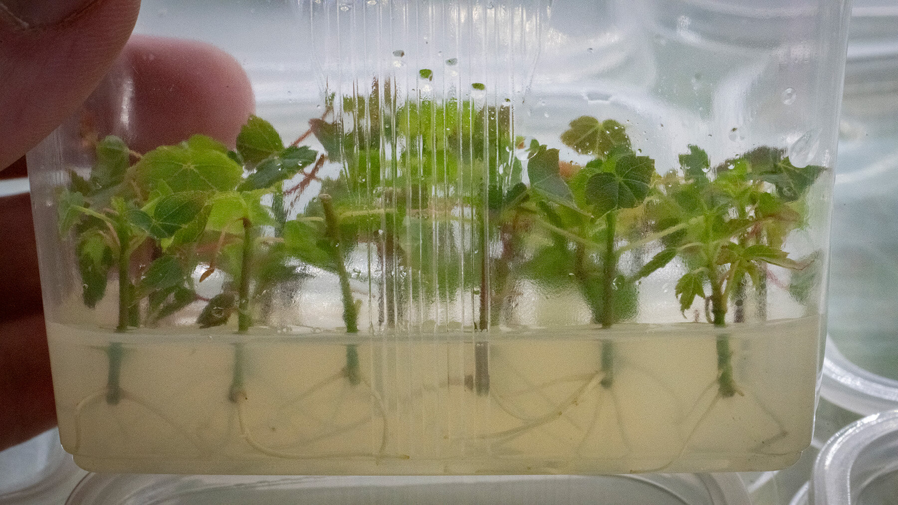 Tissue Culture Benefits: Spotlight Acers