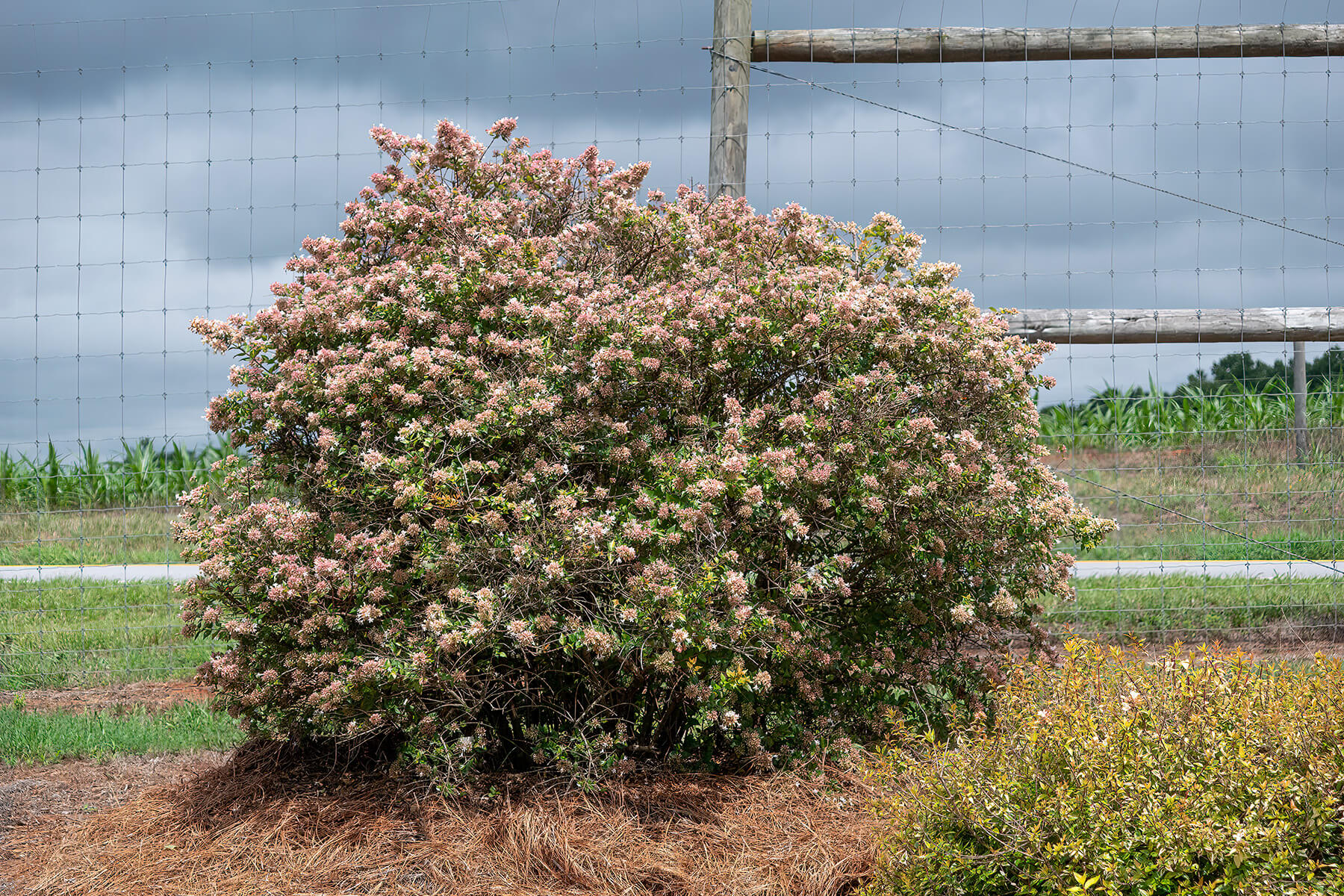 Eternal Sunrise Abelia