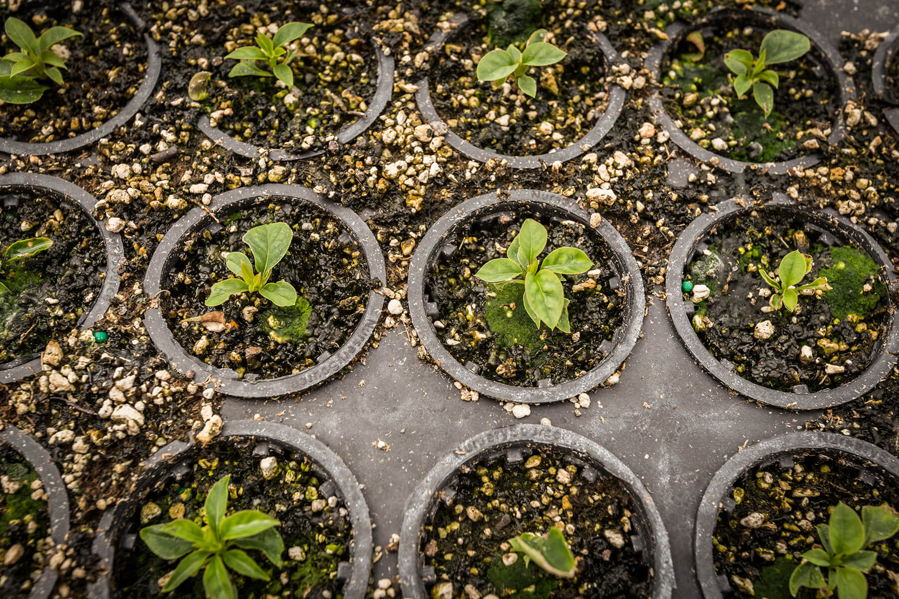 plants getting acclimatized in flat