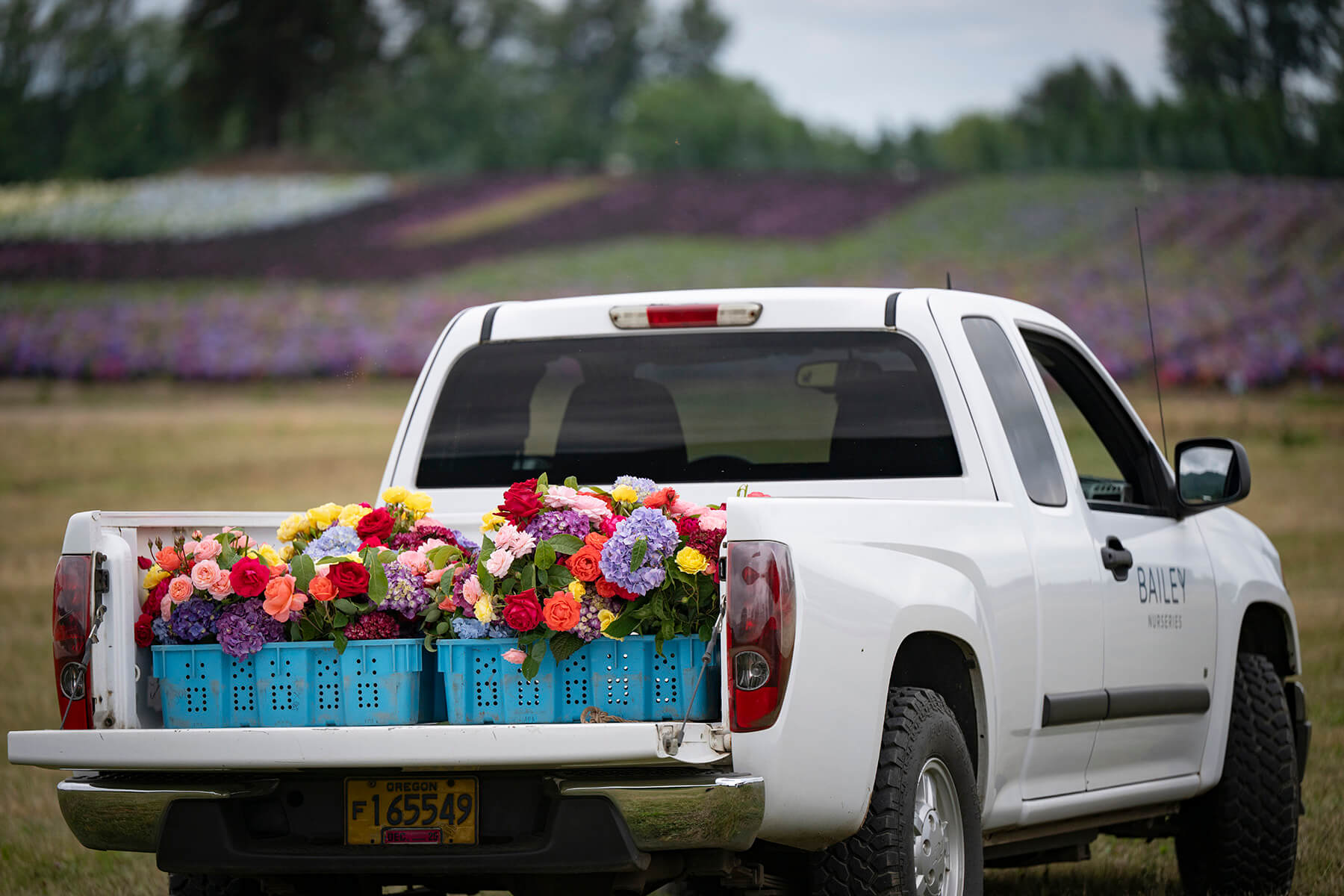 Bailey truck with cut flowers in the back.