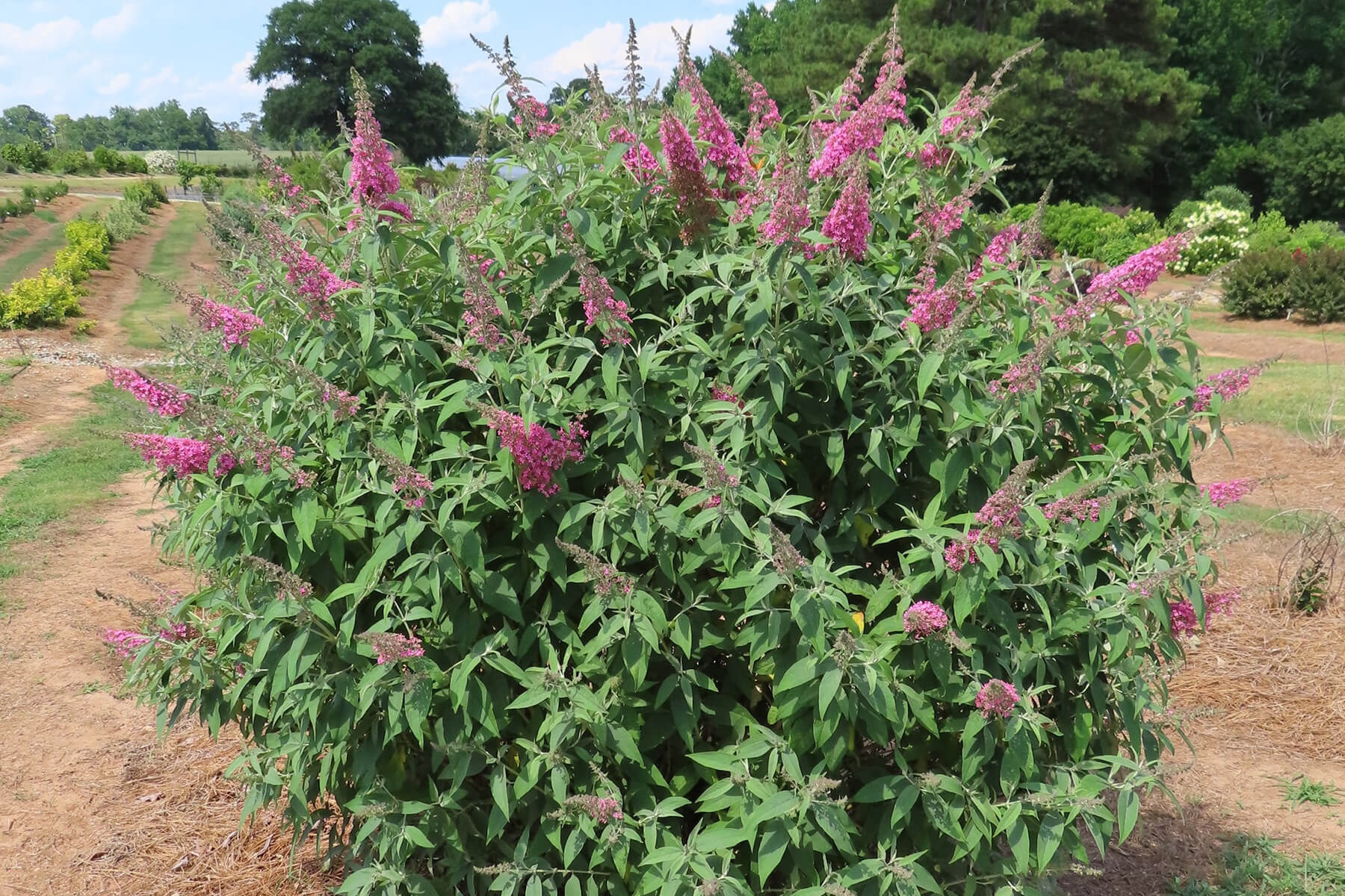 Trippy Pink® Butterfly Bush (Buddleia davdii)