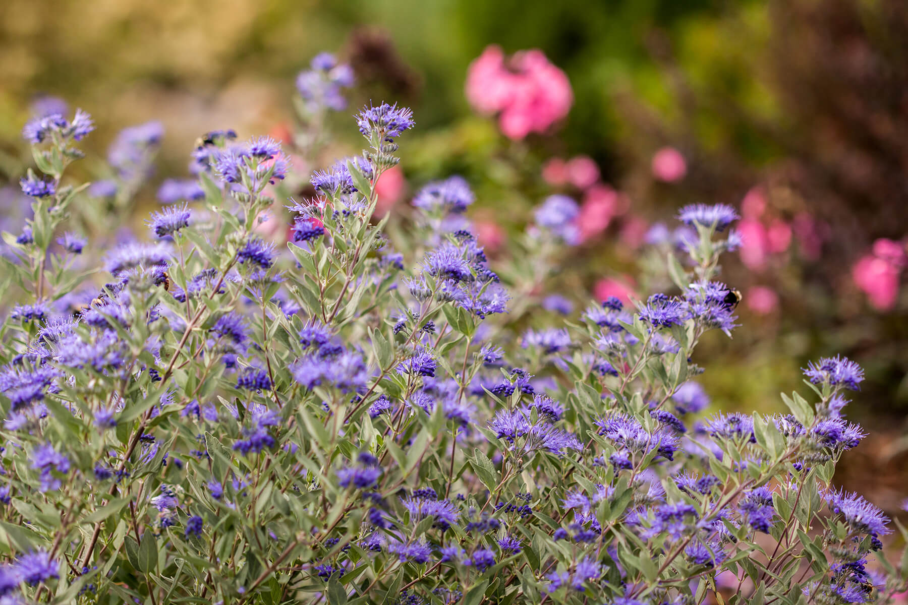 Sapphire Surf Bluebeard™ (Caryopteris x clandonensis)