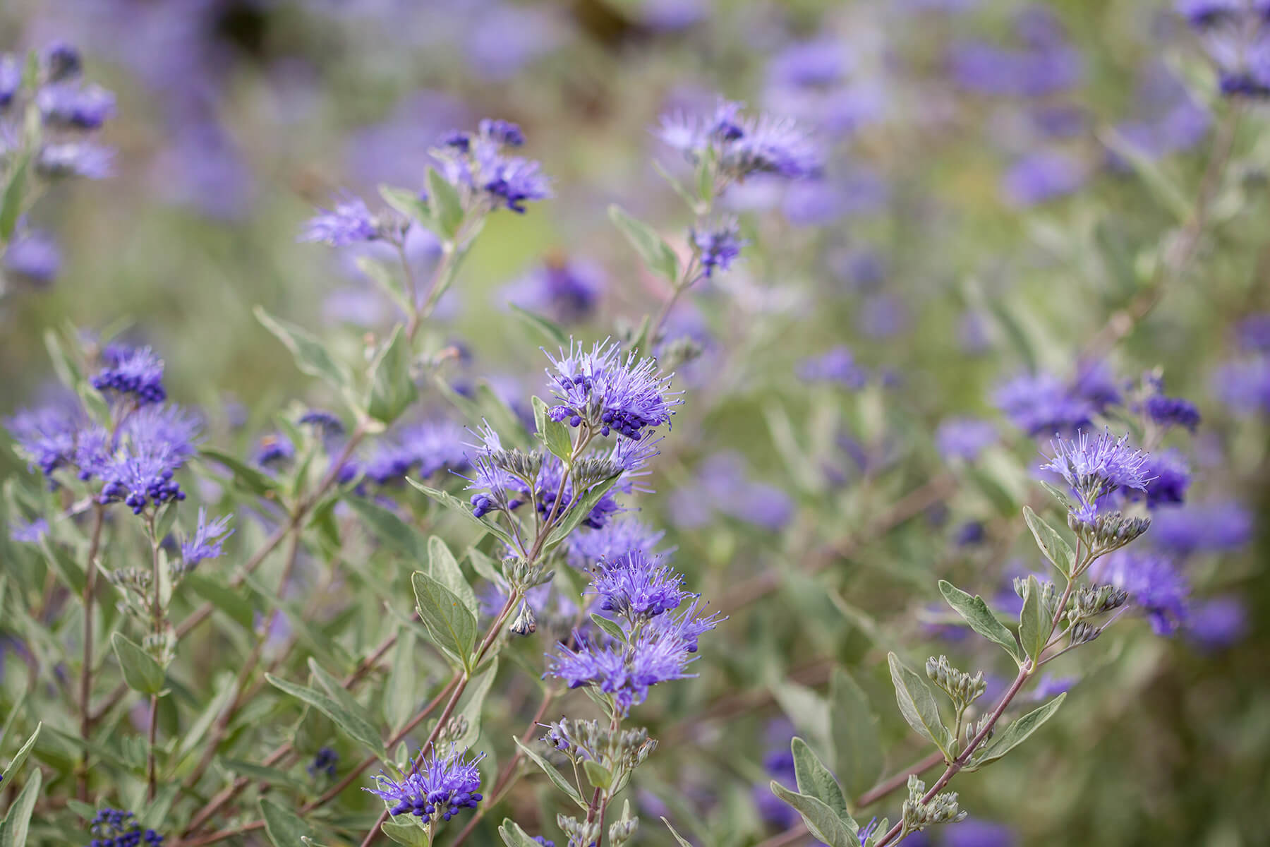 Closeup of Sapphire Surf Bluebeard™ (Caryopteris x clandonensis)