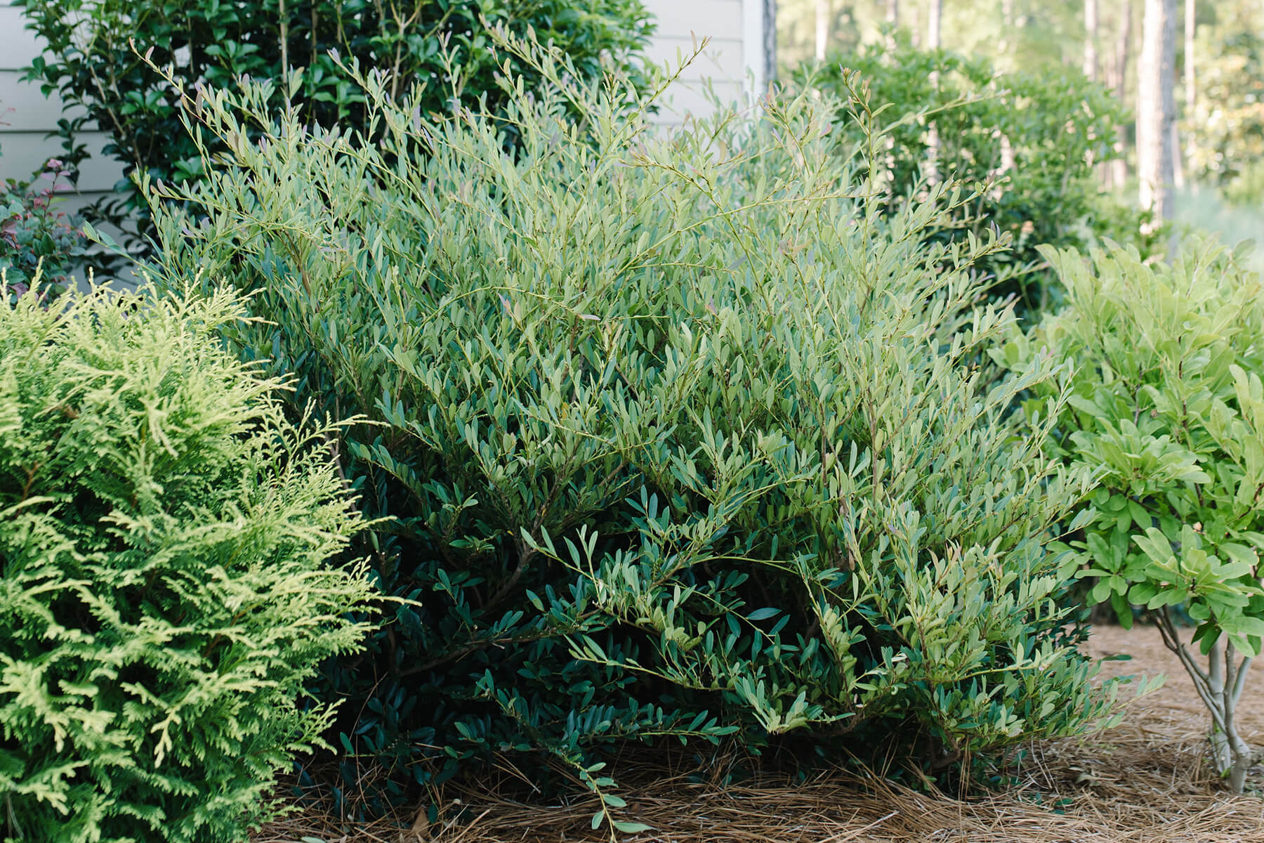 Cinnamon Girl® Distylium (Distylium)
