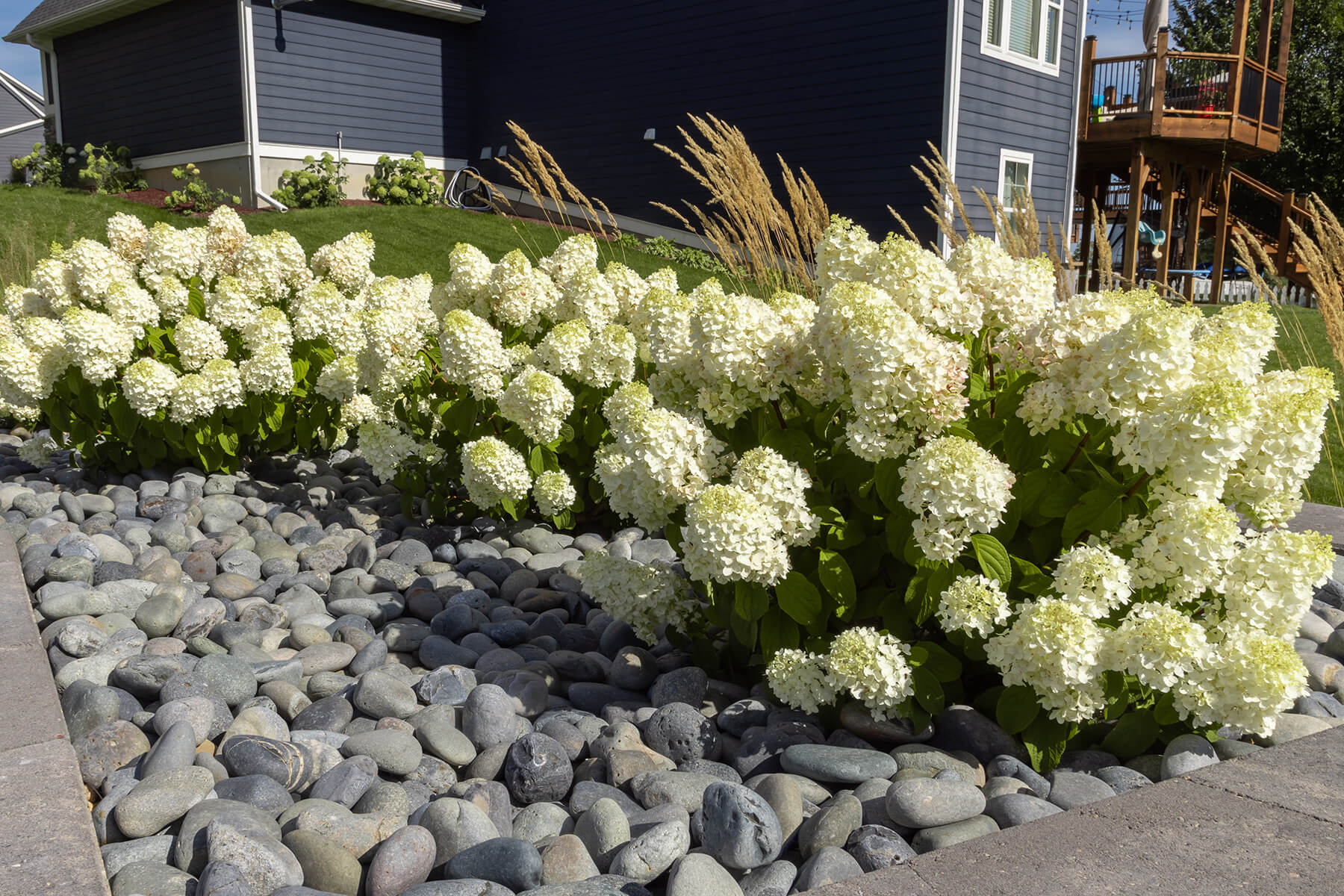 Little Hottie® Panicle Hydrangea (Hydrangea paniculata) in the landscape