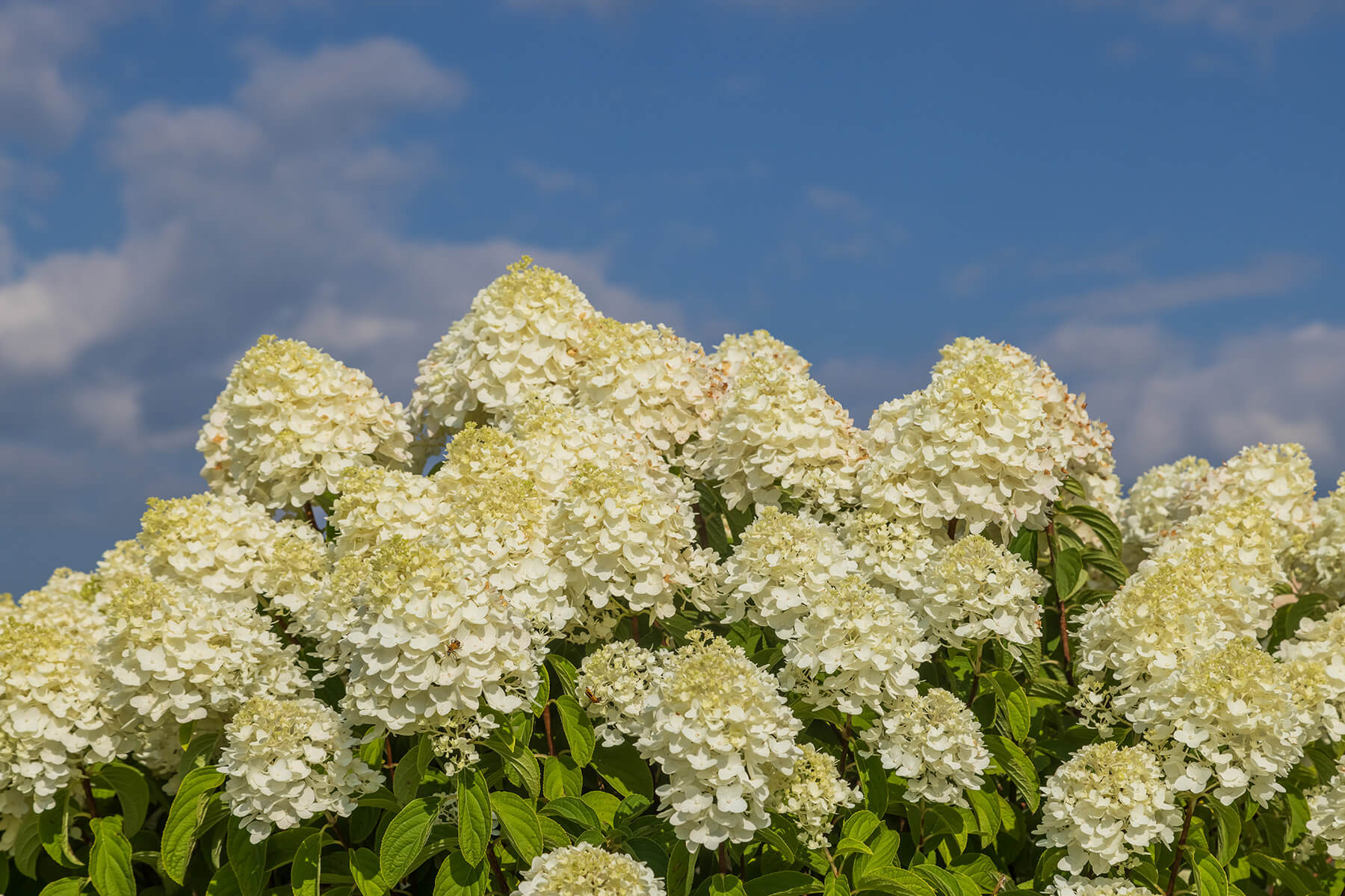 Little Hottie® Panicle Hydrangea (Hydrangea paniculata)