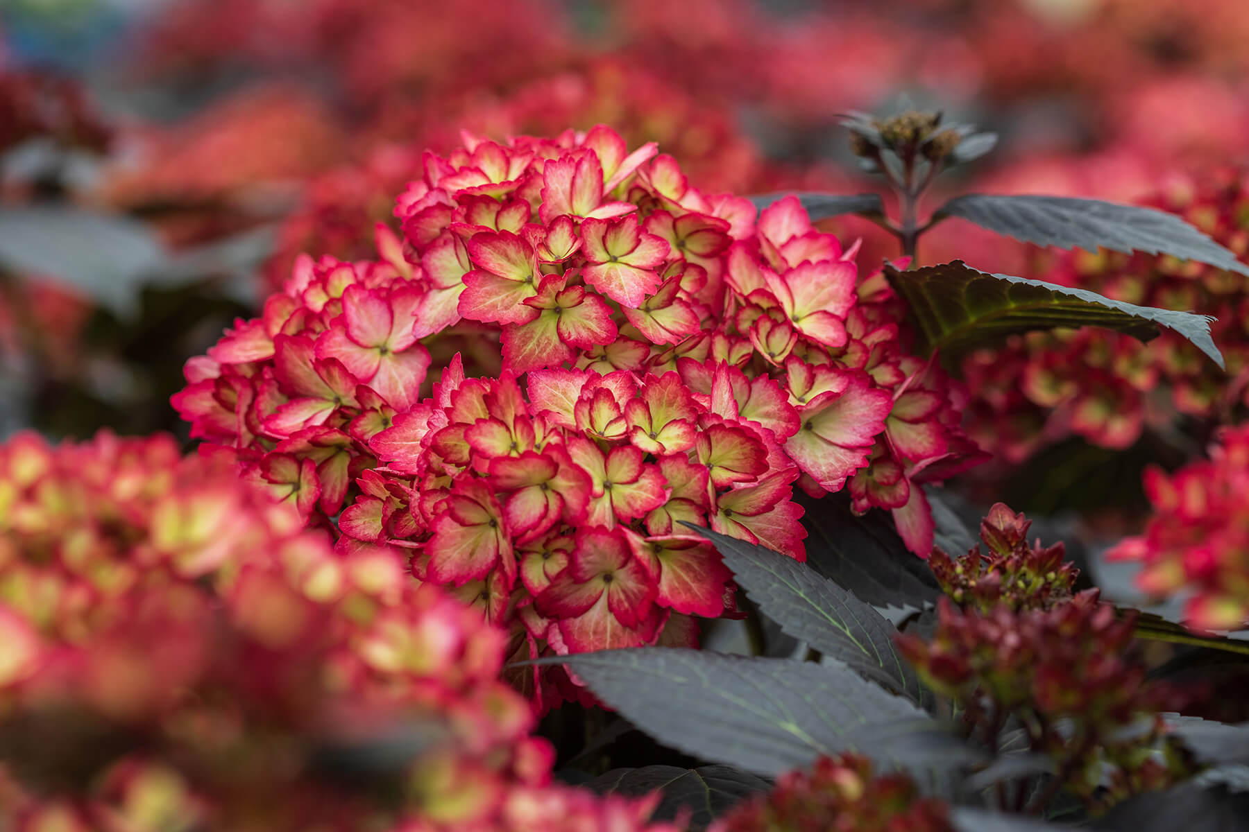 Summer Blooming Plants Featuring First Editions® Shrubs & Trees, Endless Summer® Hydrangeas, and Easy Elegance® Roses