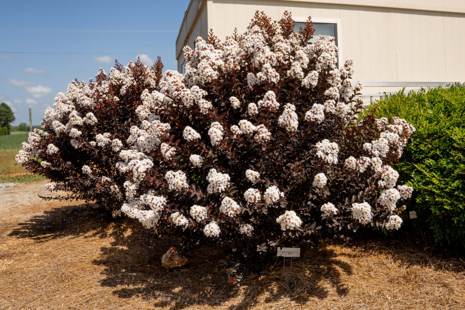 Drought And Heat Tolerant Shrubs