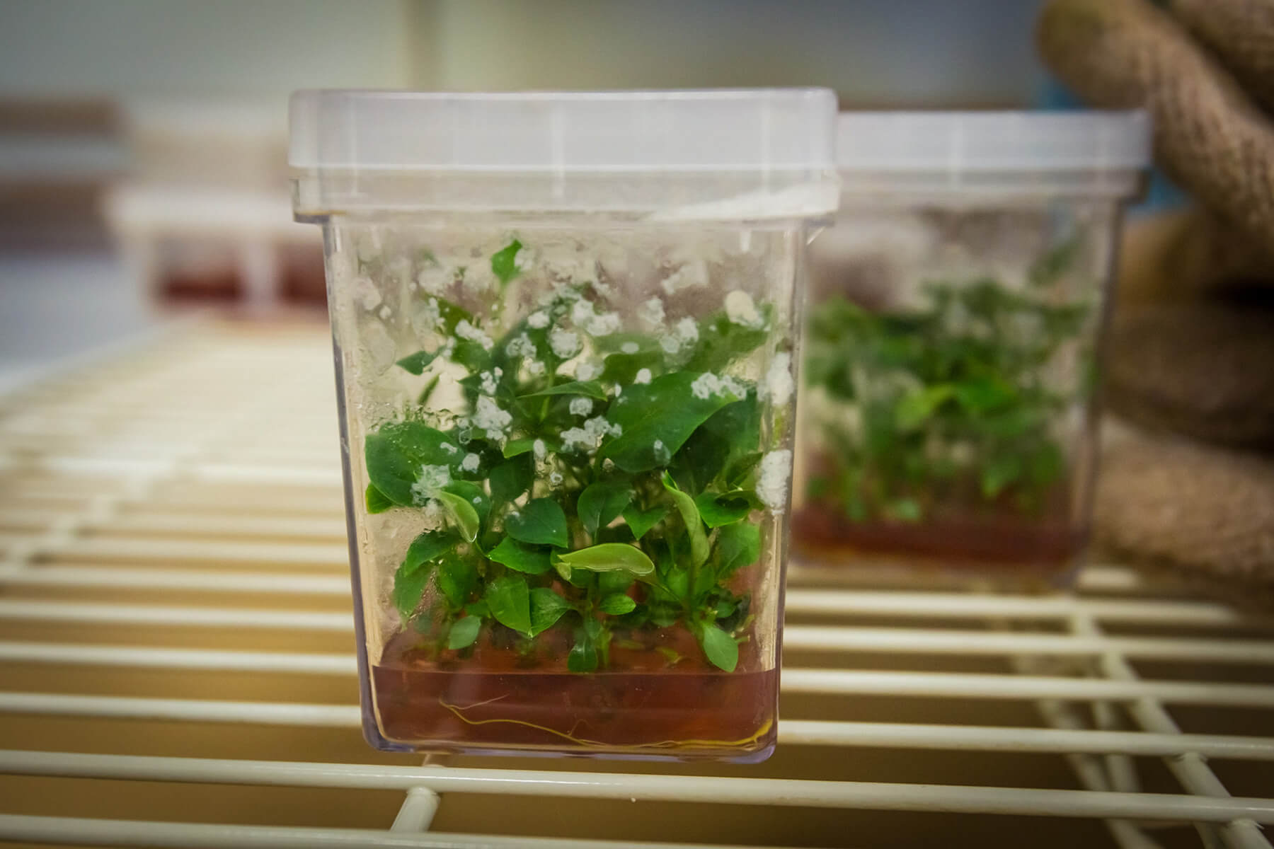 growing plantlets in a container