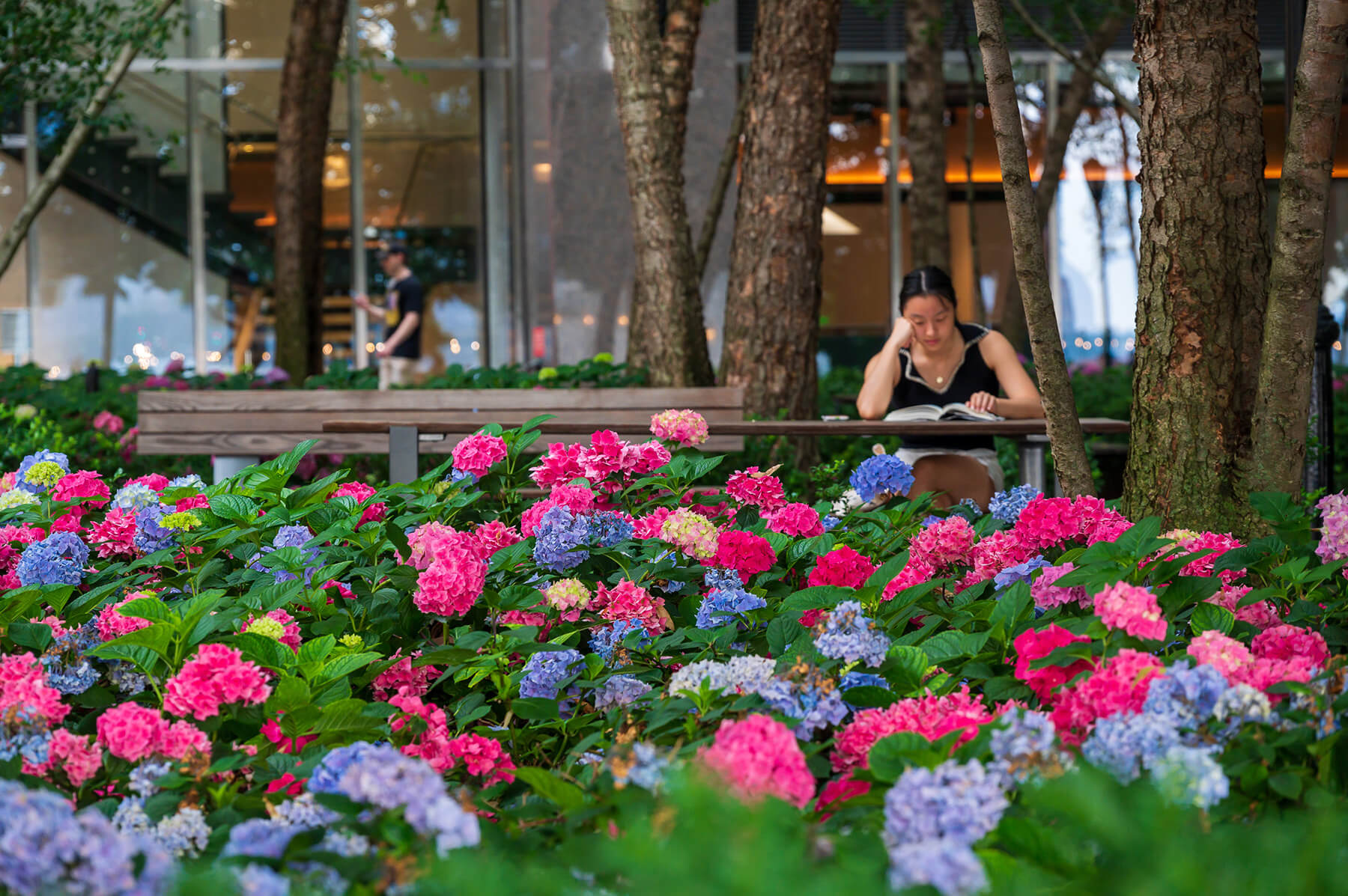 Endless Summer® Hydrangeas in Pumphouse Park, New York City