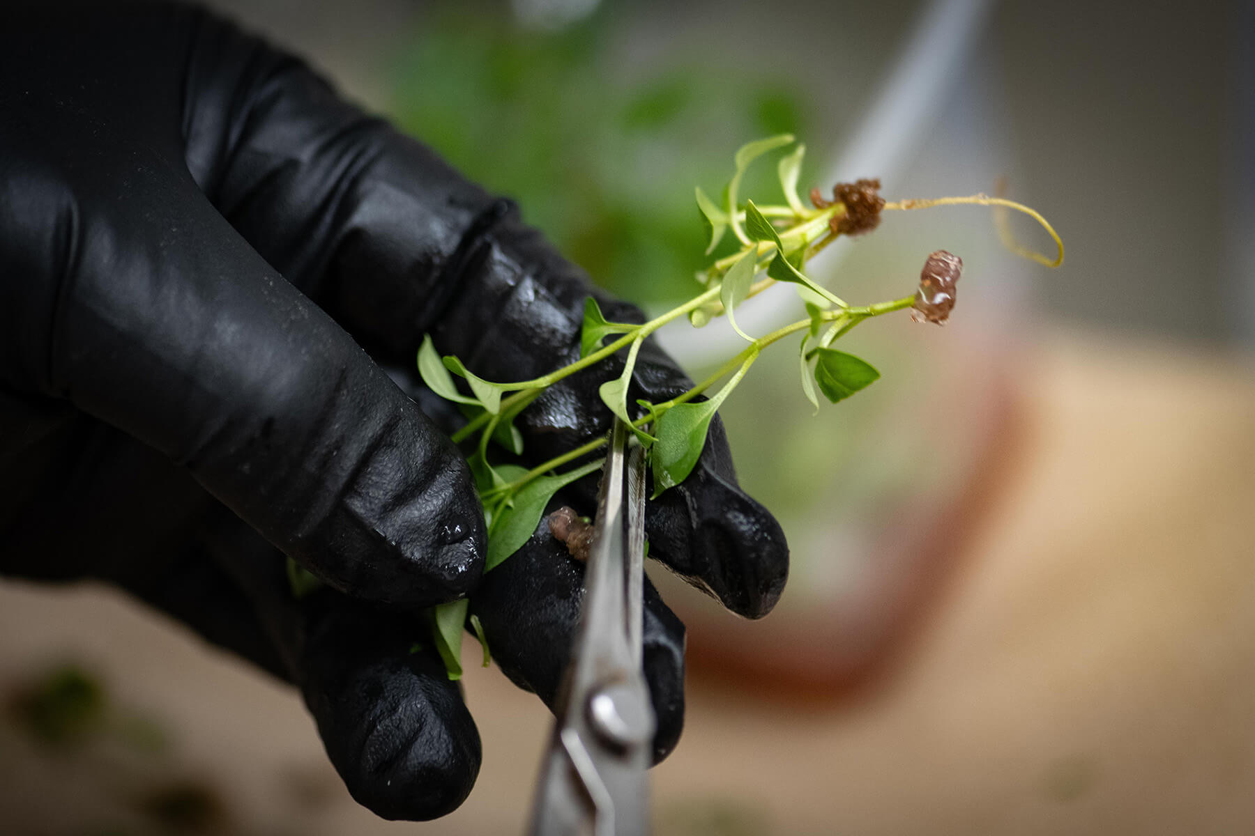 Tissue Culture Spotlight: Syringa Production