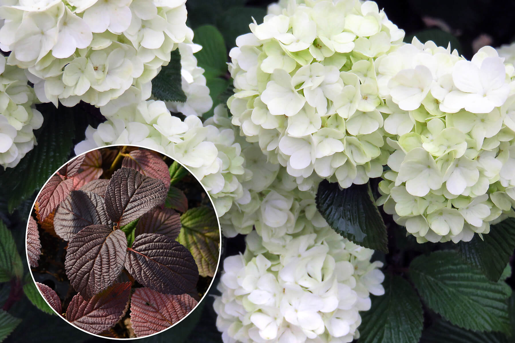 Opening Day® Doublefile Viburnum (Viburnum plicatum)