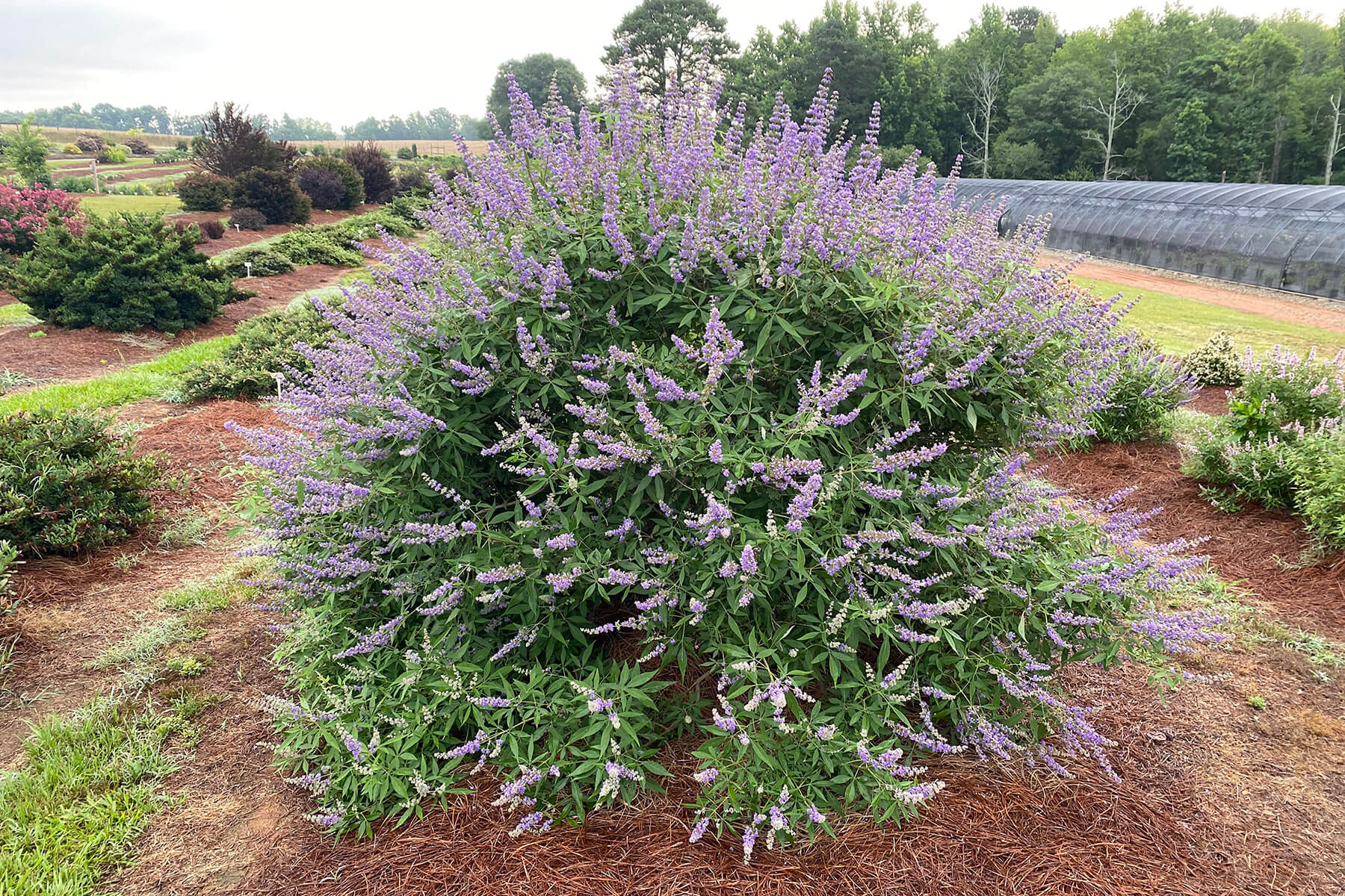 Queen Bee® Chastetree (Vitex agnus-castus)