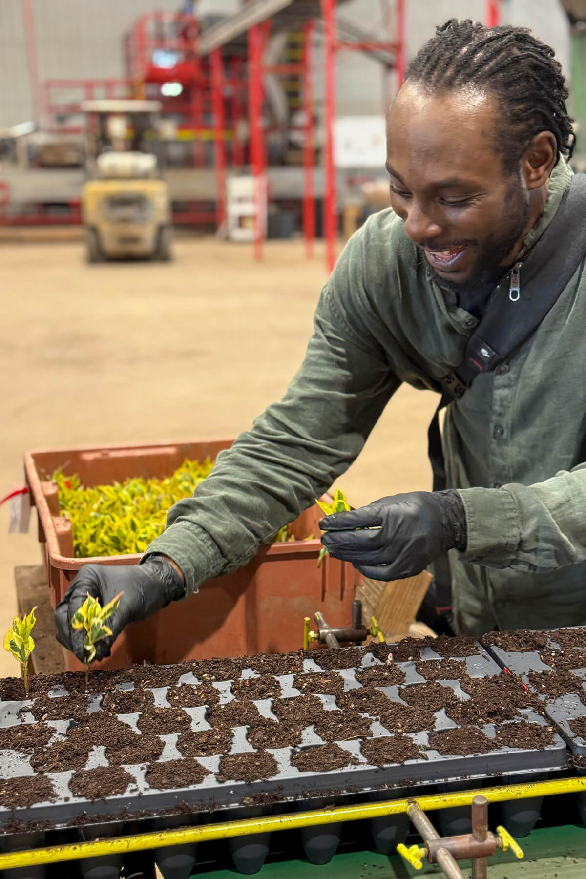 Creator sticking cuttings.