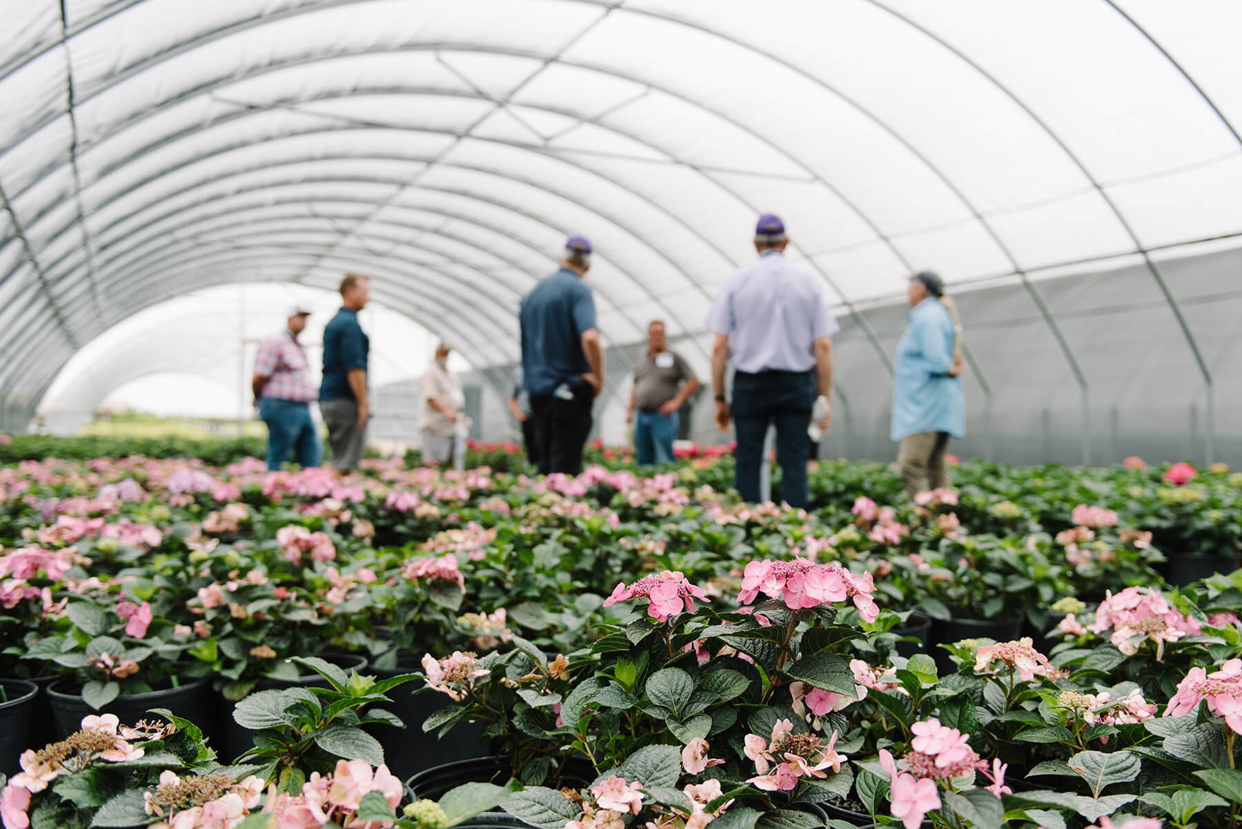 Network grower meeting in greenhouse full of hydrangeas