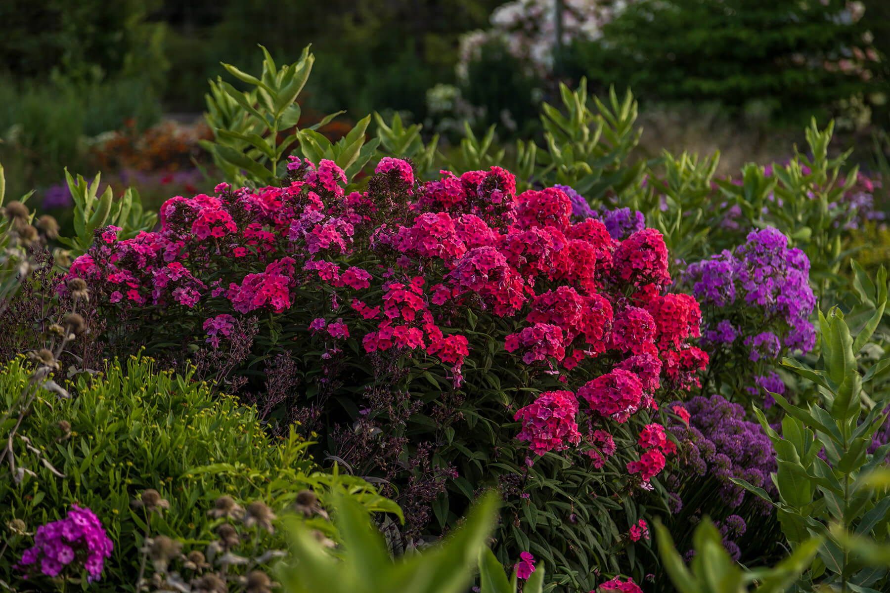 Pink and purple phlox in a garden