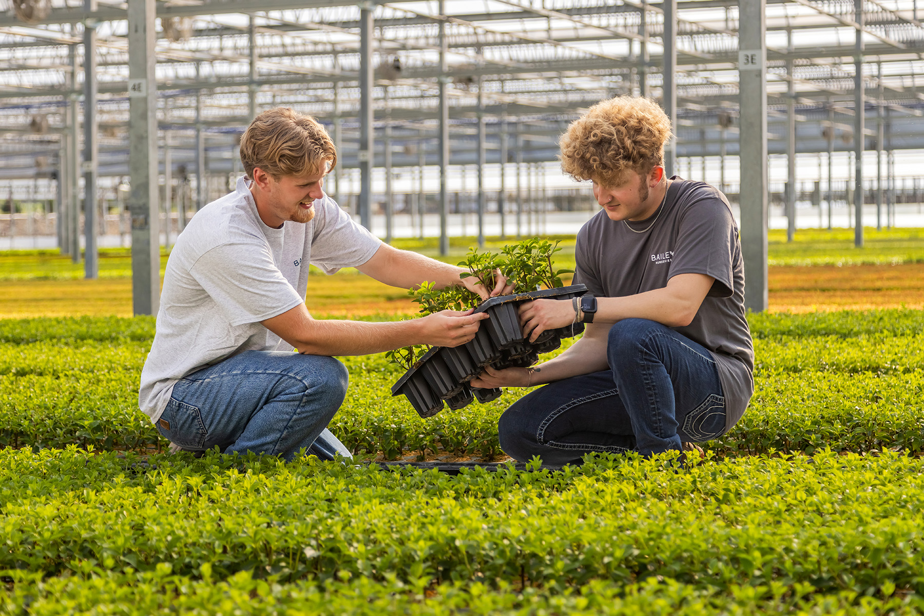 Two interns kneel in the Nord greenhouse inspecting a tray of JumpStarts® rooted liners.
