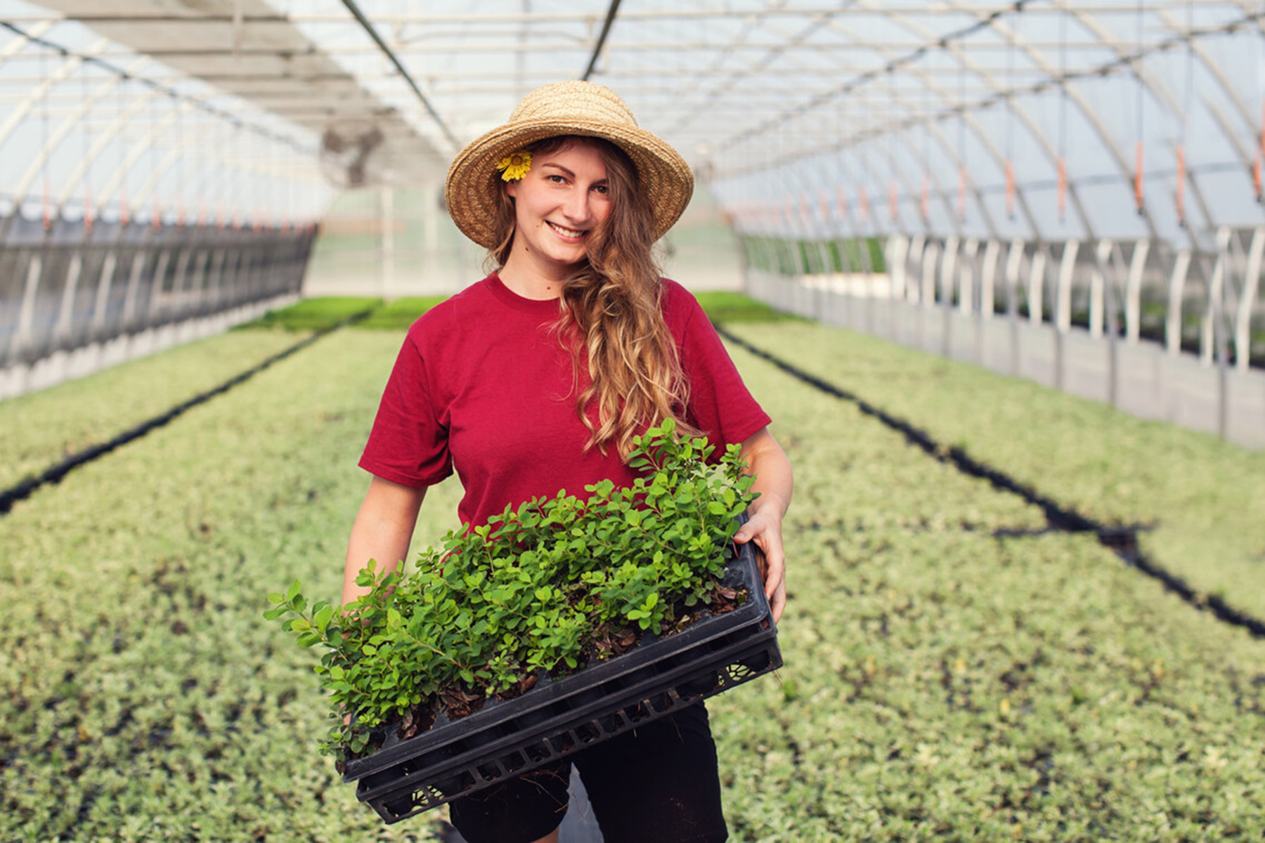 Intern in a red Easy Elegance® shirt carries a flat of young roses inside a greenhouse.