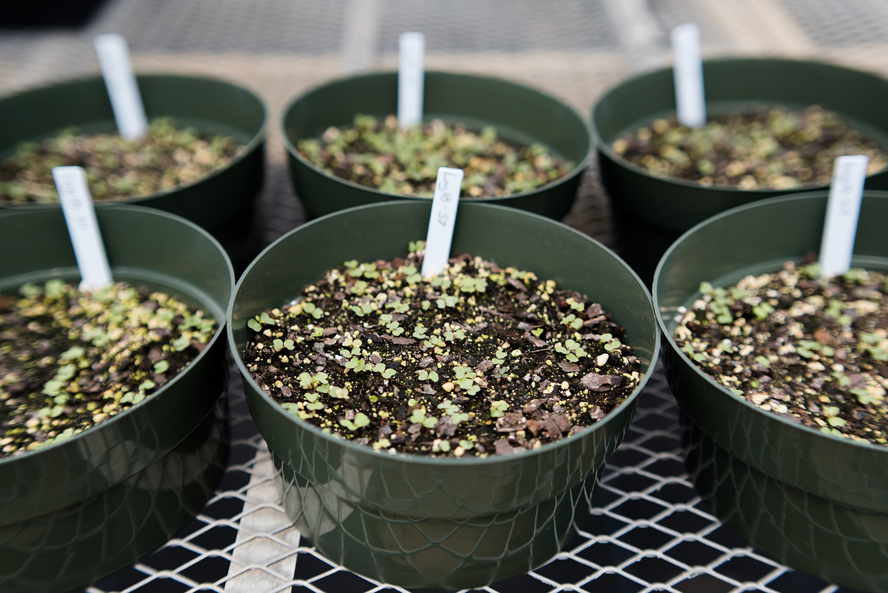 Small hydrangea seedlings sprouting in green pots inside the Bailey Innovations greenhouse.