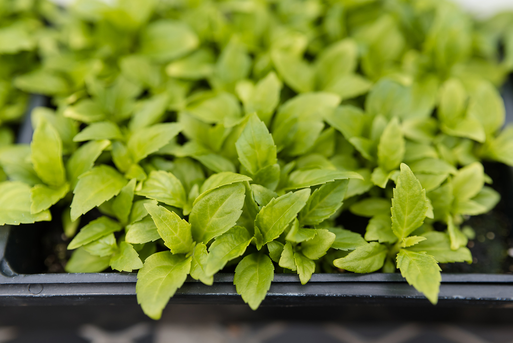 Tray of healthy young hydrangea plants growing at Bailey Innovations’ greenhouse facility.