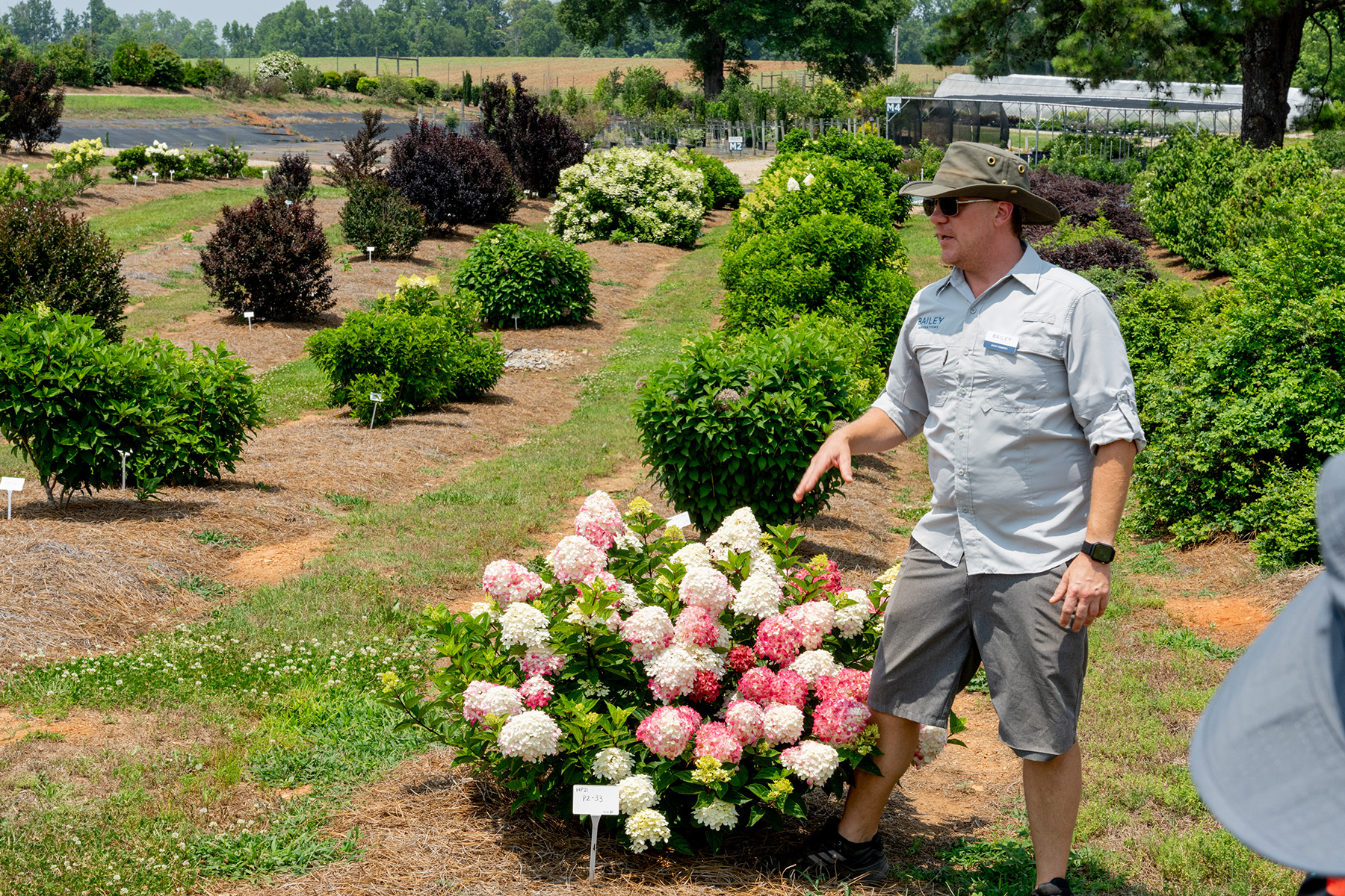 David Roberts from Bailey Innovations discussing hydrangea trial performance in an outdoor test field.