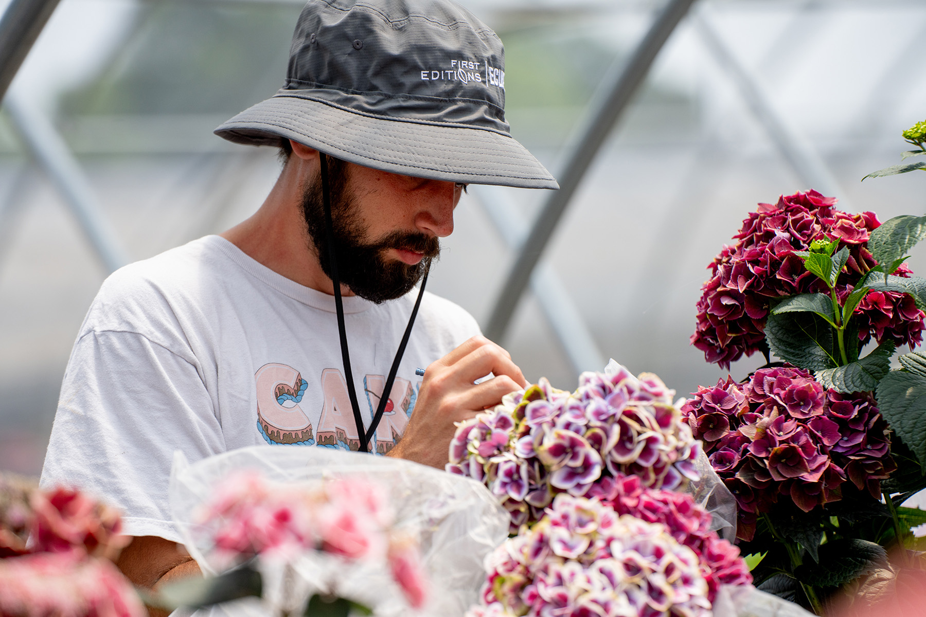 Plant breeder from Bailey Innovations pollinating hydrangea flowers as part of the First Editions breeding program.