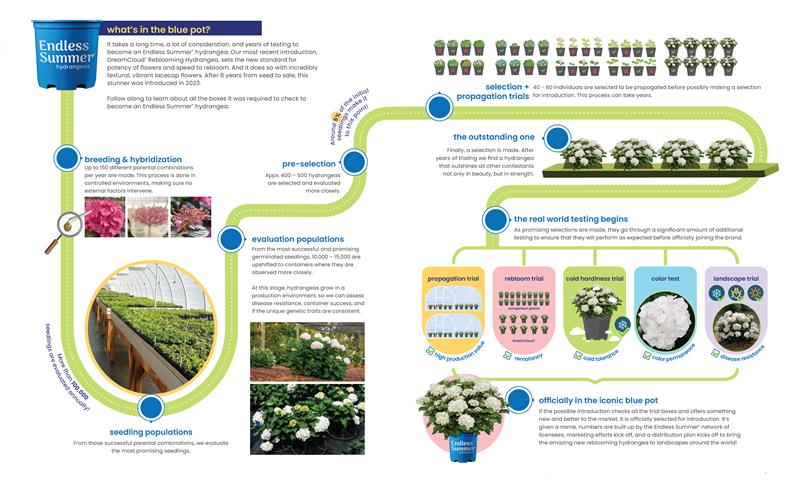 Infographic of the Endless Summer® roadmap to hydrangea introduction.