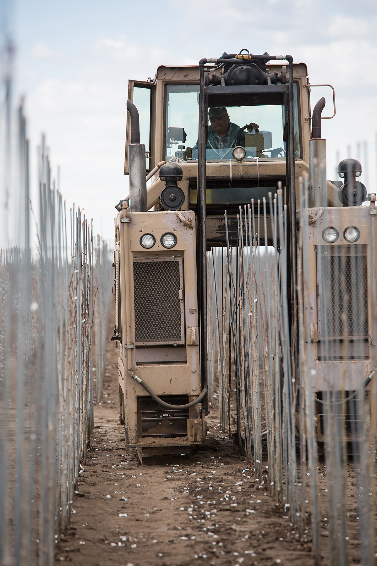 Bailey Nurseries team member operating an undercutting machine between rows of bareroot trees.