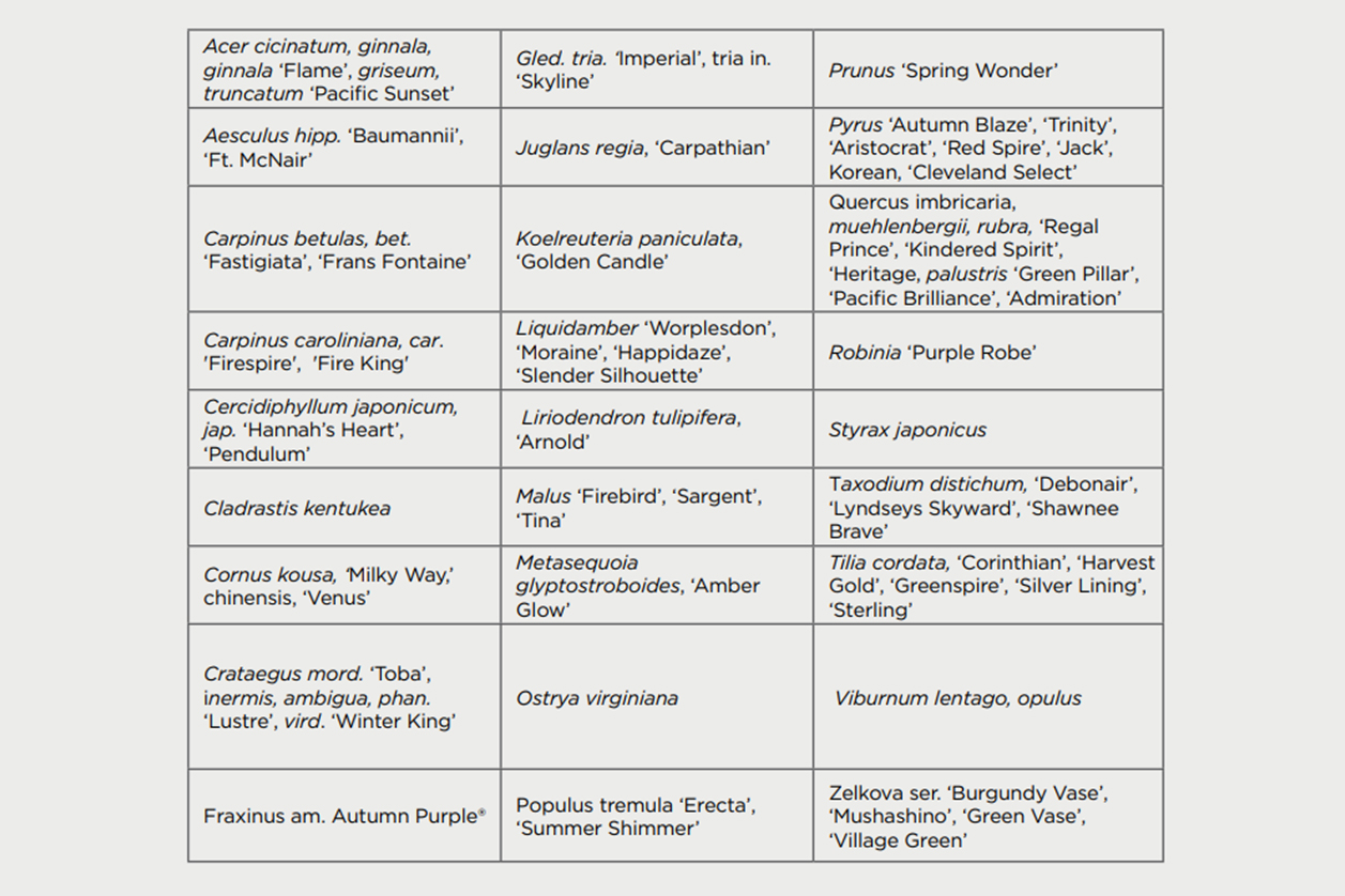 Chart listing tree varieties that benefit most from undercutting at Bailey Nurseries.