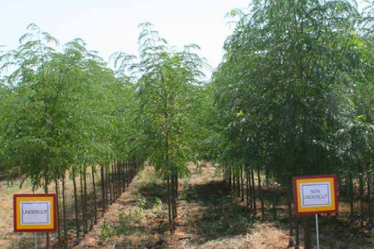 Field comparison showing rows of undercut trees versus non-undercut trees marked with signs.