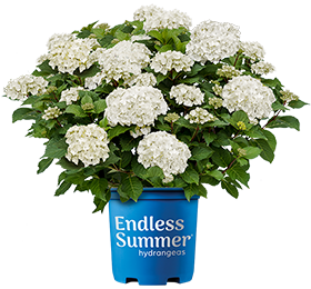 http://DreamCloud®%20Hydrangeas%20by%20Endless%20Summer®